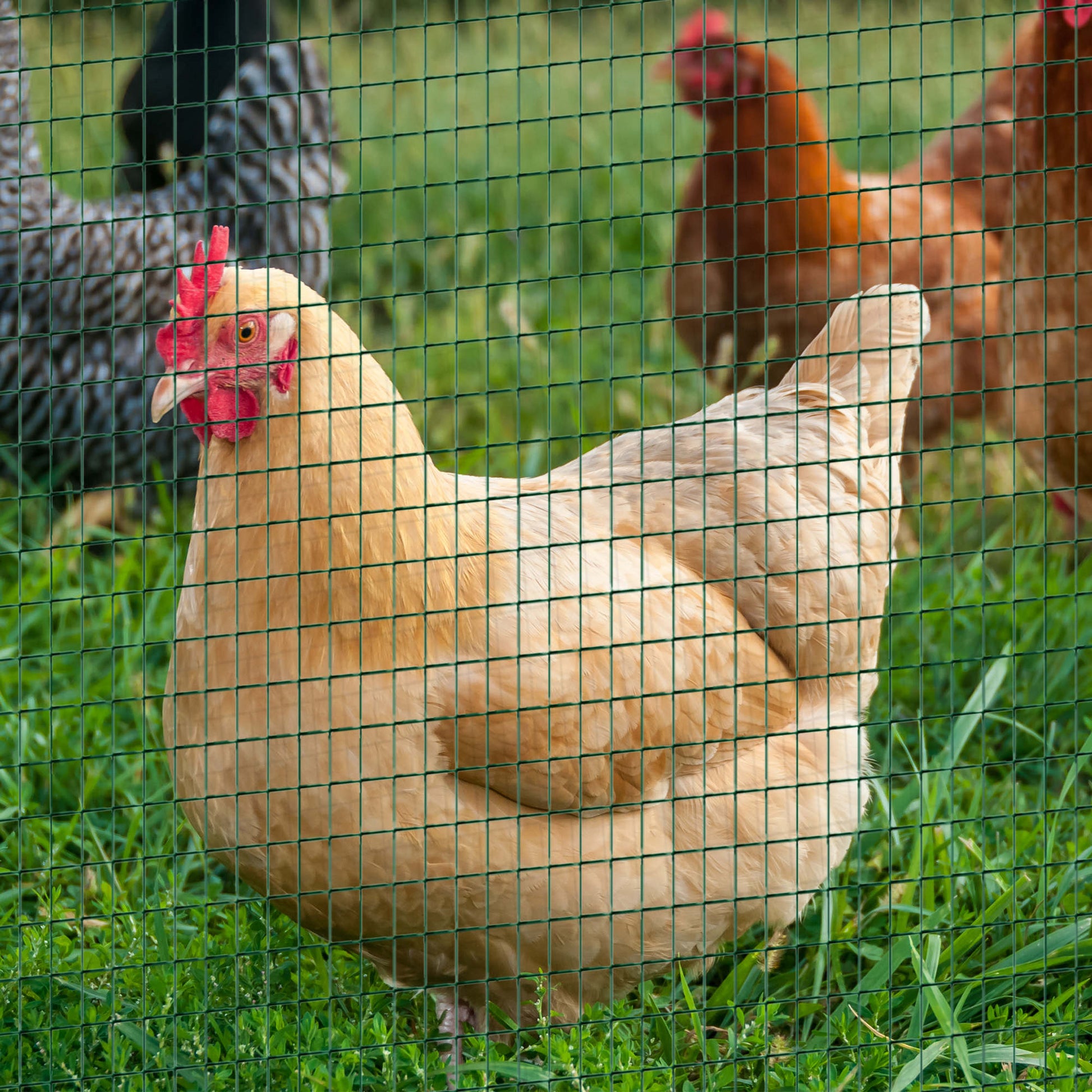 Chicken Wire Fencing 98' x 3', 1" x 0.5" Rectangle Chicken Wire for Crafts Garden Poultry, Metal Hardware Cloth Netting for Chicken Coops, Rabbit Cage, Dark Green